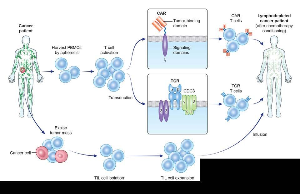 Adoptive T cell therapy can involve engineered (CAR, TCAR) or