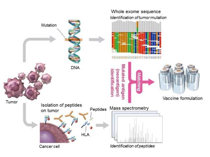 Personalized neoantigen vaccines in the treatment