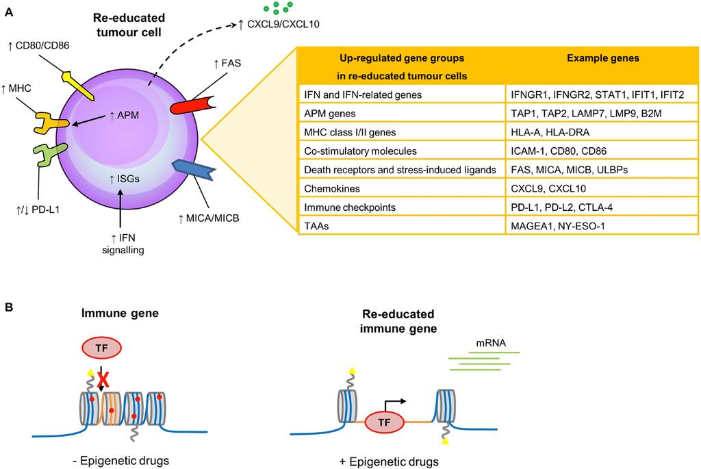 Role of epigenetic modification in immunotherapy of