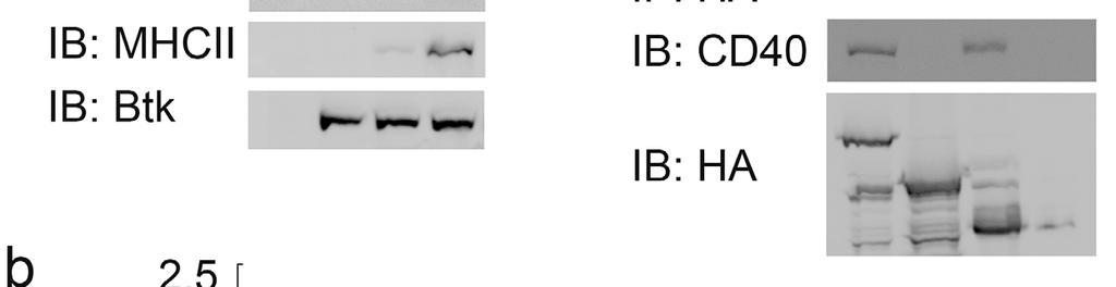 Supplementary Figure 12 Btk interacts with CD40 through its PH domain.