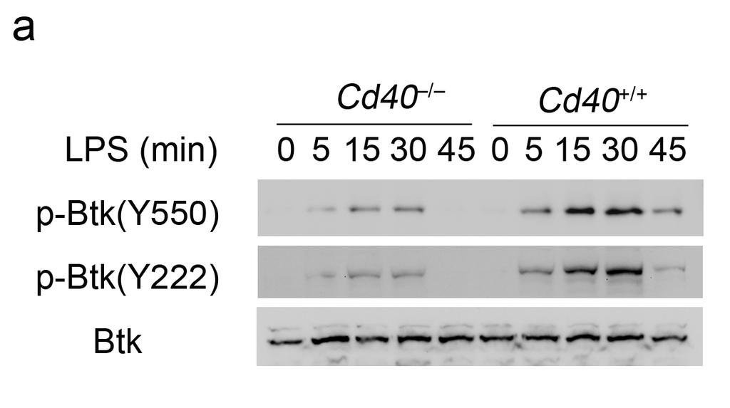 Supplementary Figure 14 CD40 deficiency impairs TLR-triggered activation of tyrosine kinase Btk.