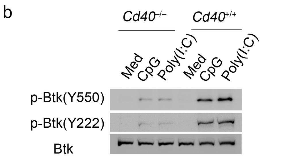 macrophages stimulated with LPS (100 ng/ml) for the indicated time (a), CpG ODN (CpG; 0.