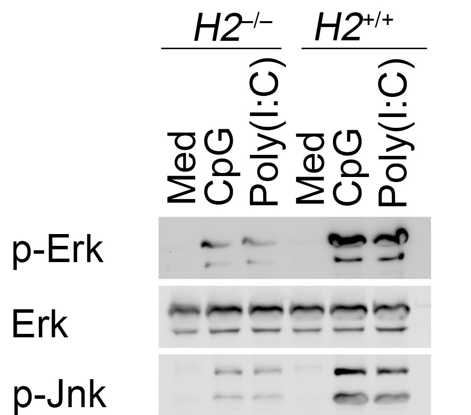 Supplementary Figure 5 MHC class II deficiency impairs activation of MAPK, NF-κB and IRF3 in macrophages