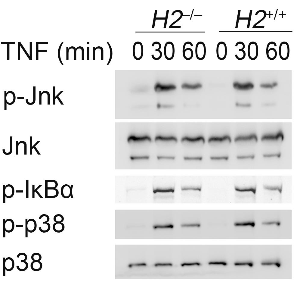 Supplementary Figure 6 MHC class II deficiency does not impair activation of MAPK and NF-κB in macrophages stimulated with TNF.