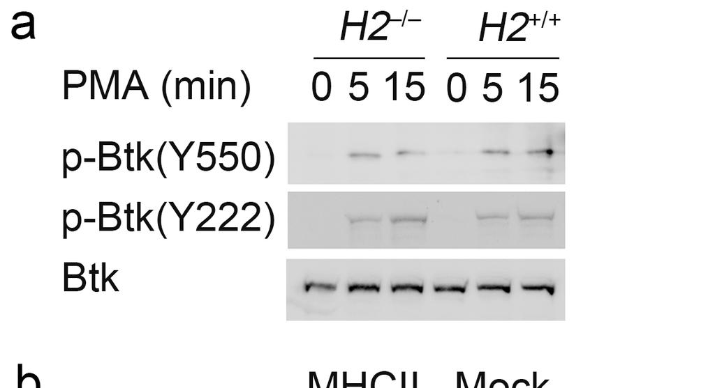 Supplementary Figure 7 MHC class II molecules maintain TLR-triggered activation of Btk (a)