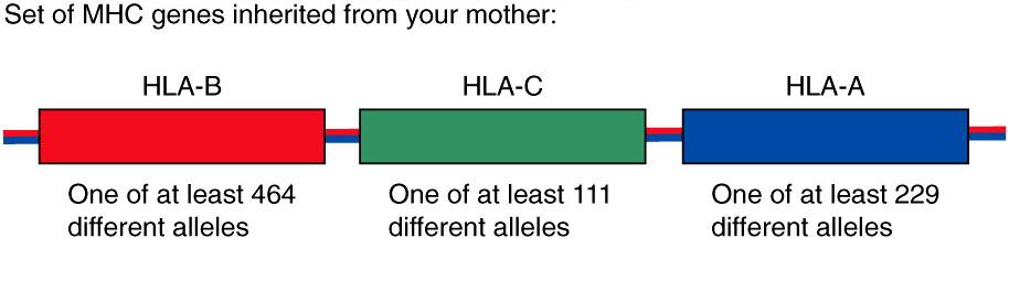 MHC Molecules