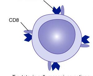 Which T cells have CD4 and