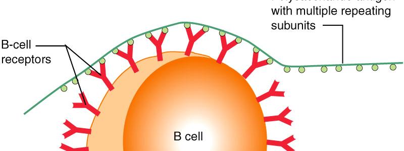 Functions of T H (CD4 + ) Cells B cell activation (B cell as the APC) Antigen represents material that the B cell s receptor