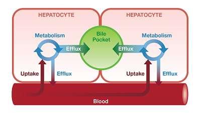 Metabolism Hepatic dysfunction Hepatic clearance hepatic blood flow free fraction of