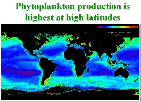 by impairing or destroying phytoplankton which play a key role in
