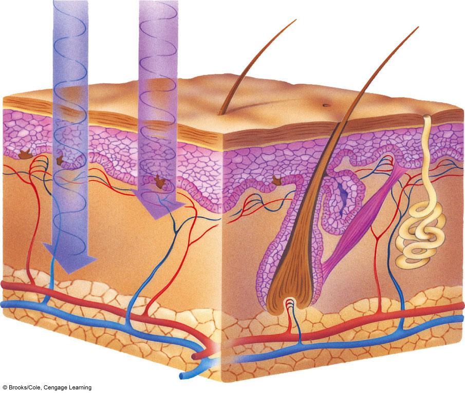 This long-wavelength (low-energy) form of UV radiation causes aging of the