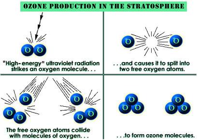Ozone Shield Oxygen: Ozone: O 2 O 3 Energy from Sun uv Ultraviolet Energy is absorbed in this process, which keeps most uv