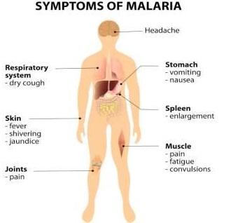 STAGES AND SYMPTOMS OF MALARIAL INFECTION Initial symptoms begin 7 days after infection Three stages of malarial infection 1. Cold stage 2. Hot stage 3.