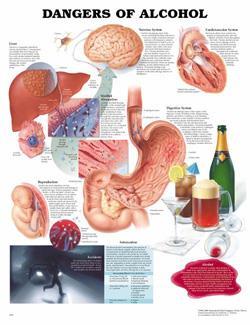 The brain cannot respond properly to internal or external messages Liver and other organs can be harmed by alcohol,