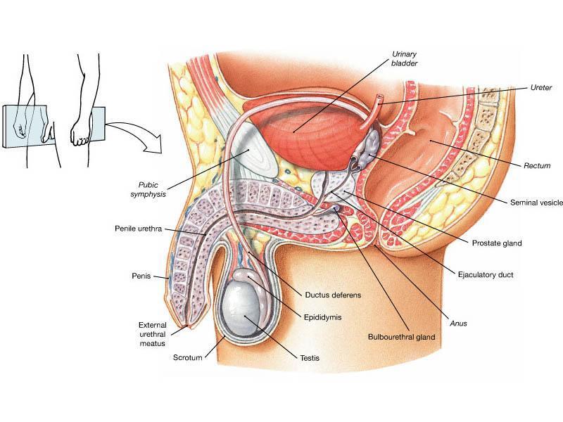 The male reproductive system Testes Genital ducts Accessory sex glands: