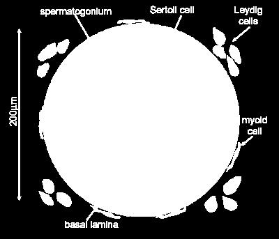 immature cells, closest to the basal lamina, the only cell type