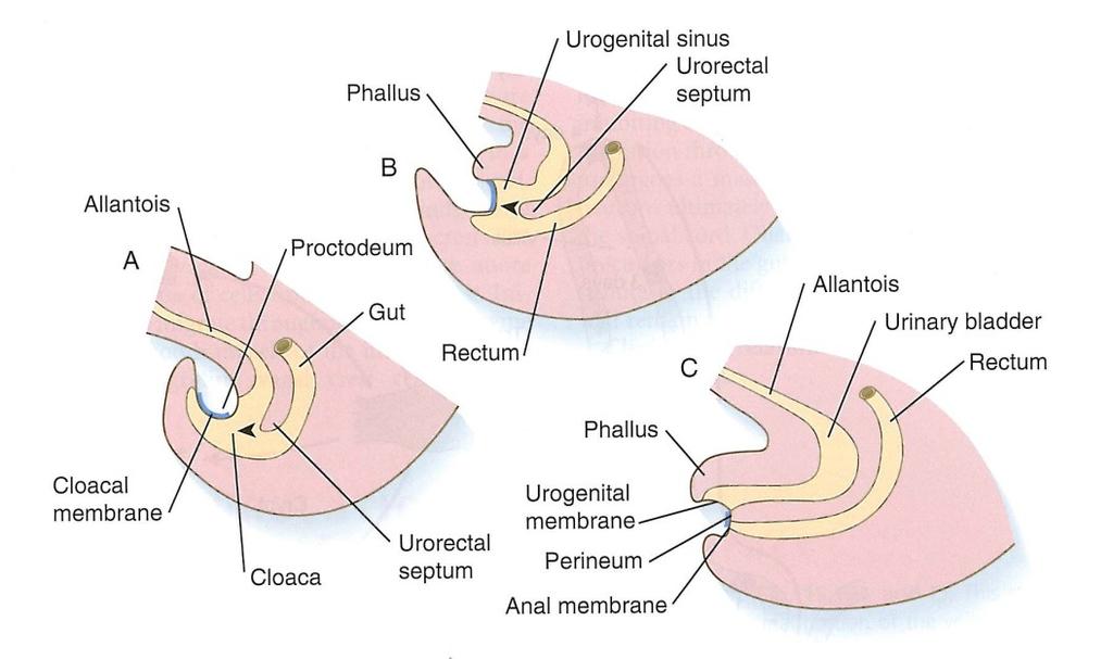 Urinary system - Bladder Cloaca = terminal part of the hindgut + allantois 5 weeks 6 weeks 8