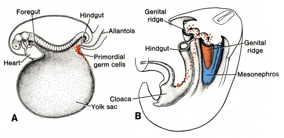 PGC - large spherical cells Genital system Primordial germ