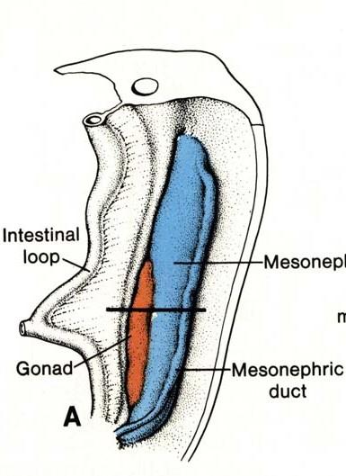 Genital system gonadal anlagen Steroidogenic mesoderm along the ventromedial border of the mesonephros cranial region = Adrenocortical primordia caudal region =