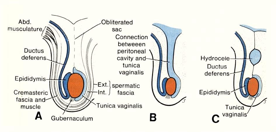 Genital system Descent of the testes Processus vaginalis obliterated