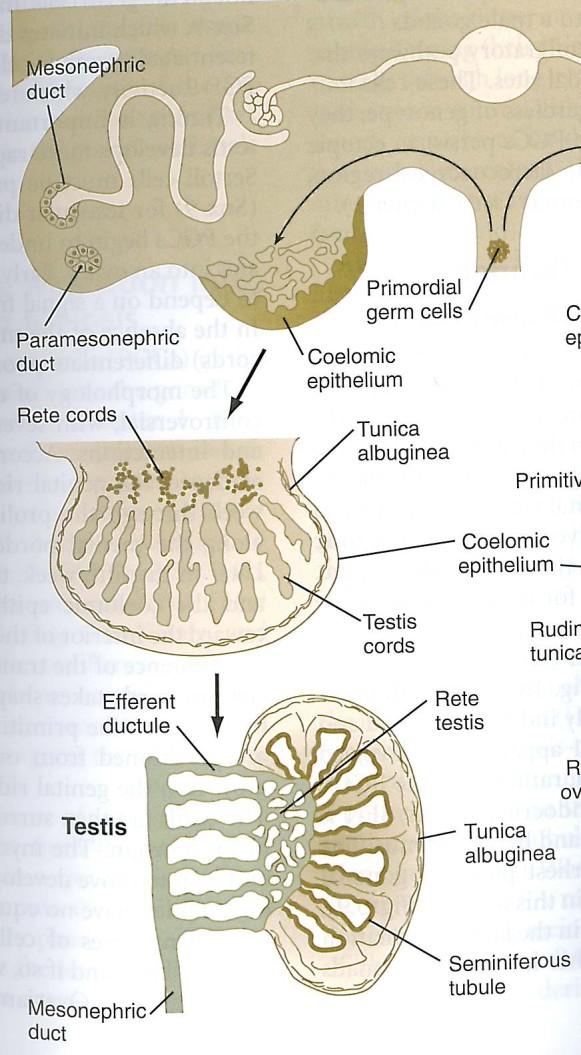 Genital system Differentiation of the testes Late 6th week Cord cells differentiate to Sertoli cells (meiosis-inhibiting factor, anti-mullerian substance, androgen binding factor) Tunica albuginea