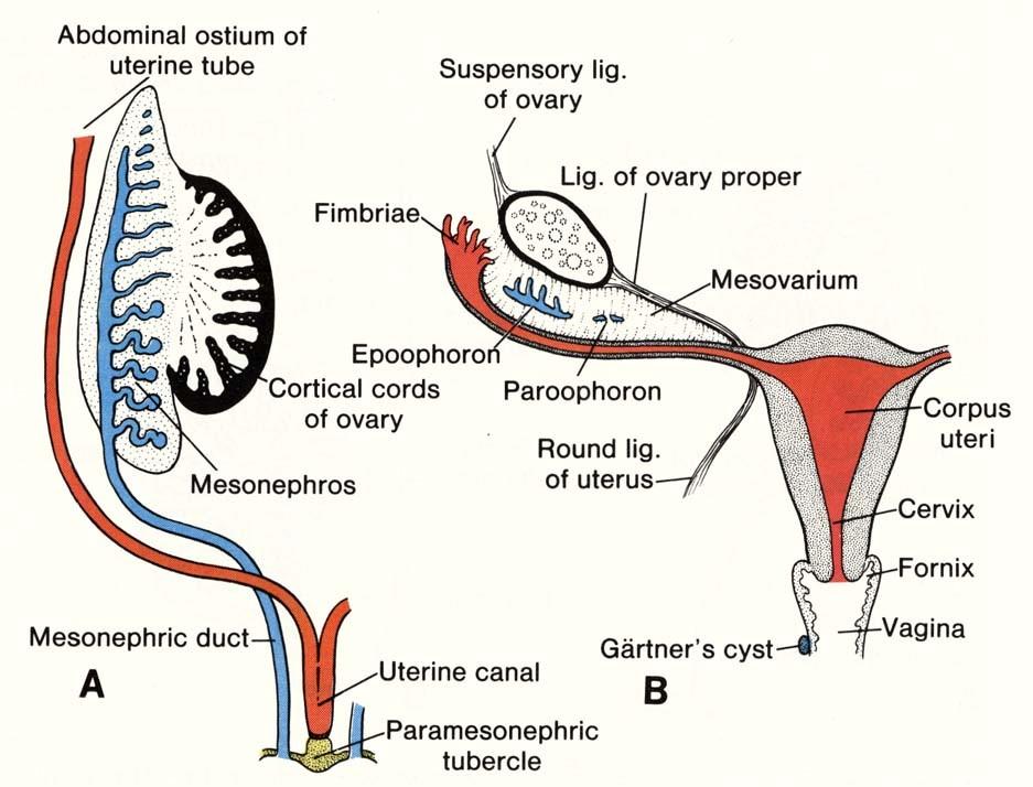Genital system Sexual duct system Female Mesonephric ducts (Wolffian) regresses (absence of testosterone) Gartners cyst (caudal part) Paramesonephric