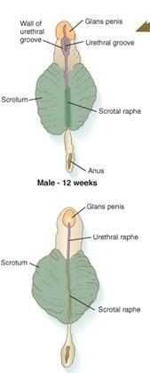 Genital system External genitalia - Male Genital plate Urethral raphe