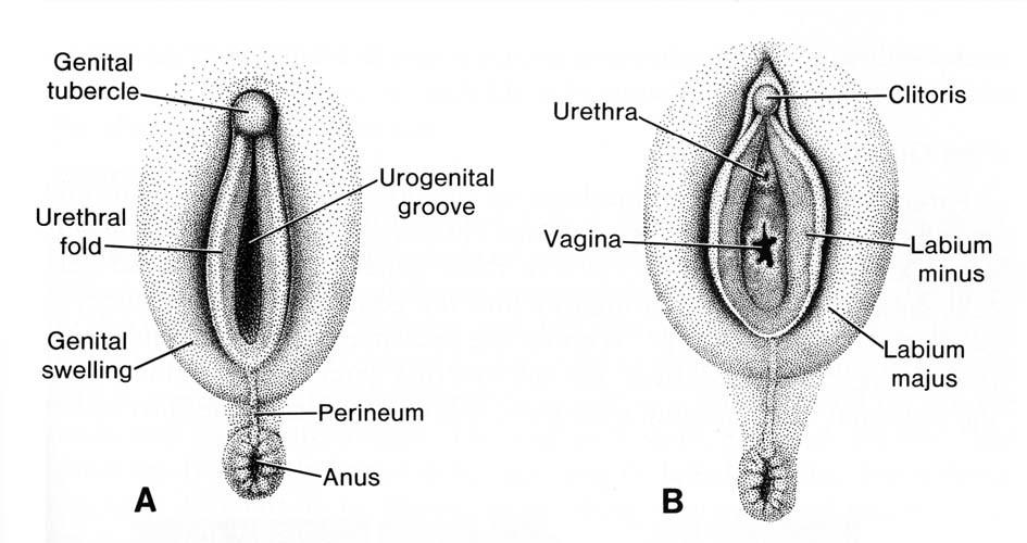 Genital system External genitalia - Female urethra
