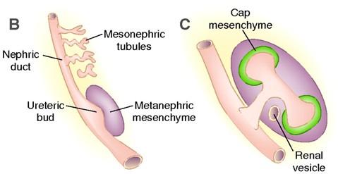 Urogenital system Definitive kidneys - Metanephros Develop since week 5 Ureteric bud =