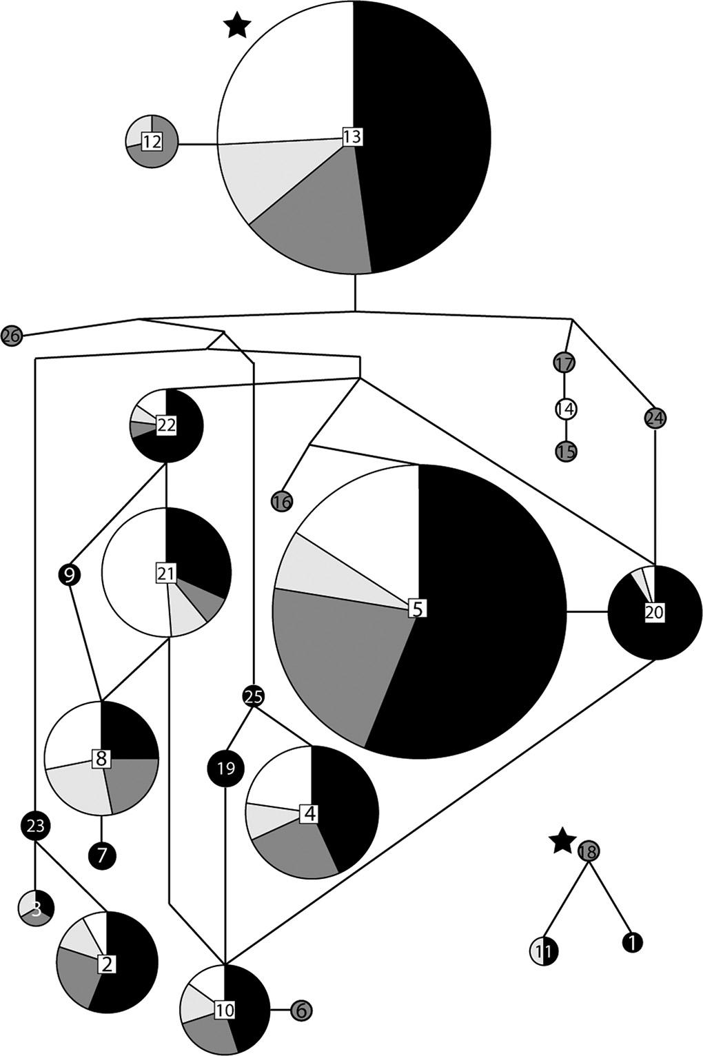 Endophytic and Soil Populations of Fusarium oxysporum FIG 4 Statistical parsimony network of the translation elongation factor 1 sequences types, constructed in TCS v. 1.21 (38).