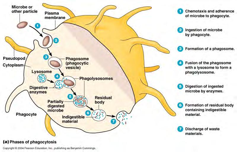 Section 6.2 Phagocytosis There are two different types of white blood cells. There are phagocytes and lymphocytes. Phagocytes ingest and destroy pathogens by a process called phagocytosis.