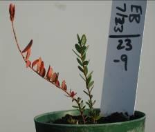 plants 22 mm