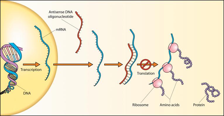 Transient gene knockdown using morpholinos Morpholinos (MO)