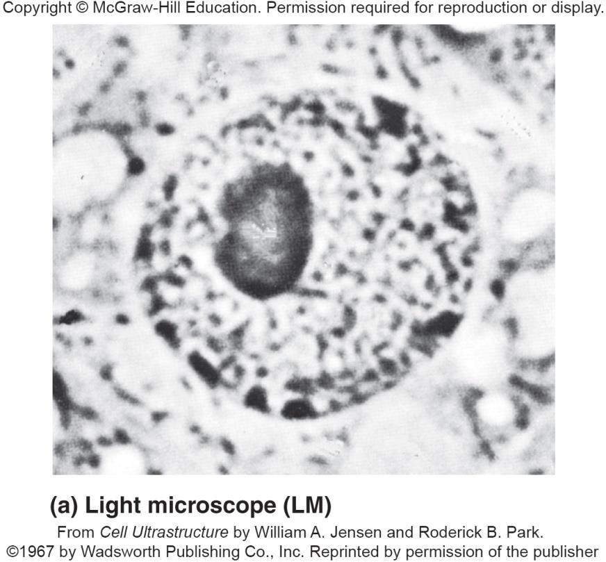 Basic Components of a Cell Light microscope (LM) revealed plasma membrane, nucleus,