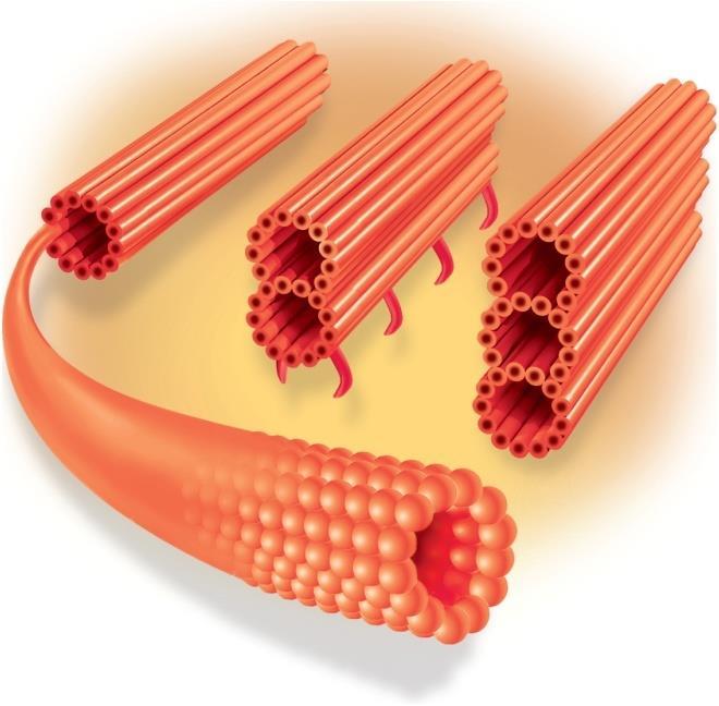 Microtubules Copyright The McGraw-Hill Companies, Inc.
