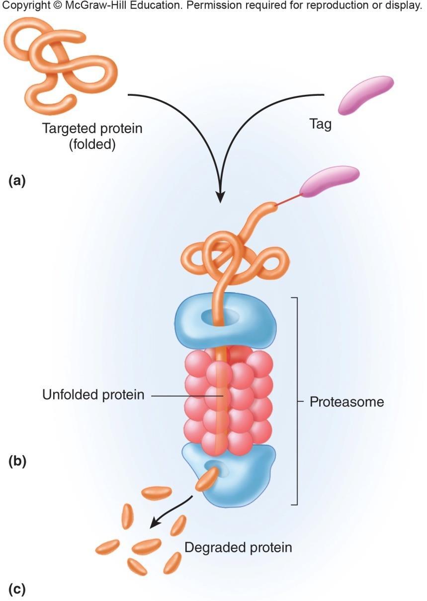 Proteosomes Proteosomes hollow, cylindrical organelle that disposes of surplus proteins Contain
