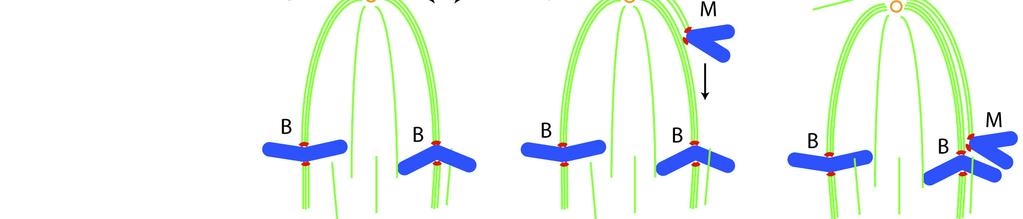 in Sect.14-15) positioned on the metaphase plate. Figure 2. Mono-oriented chromosomes are transported toward the spindle equator along kinetochore fibers of other chromosomes.