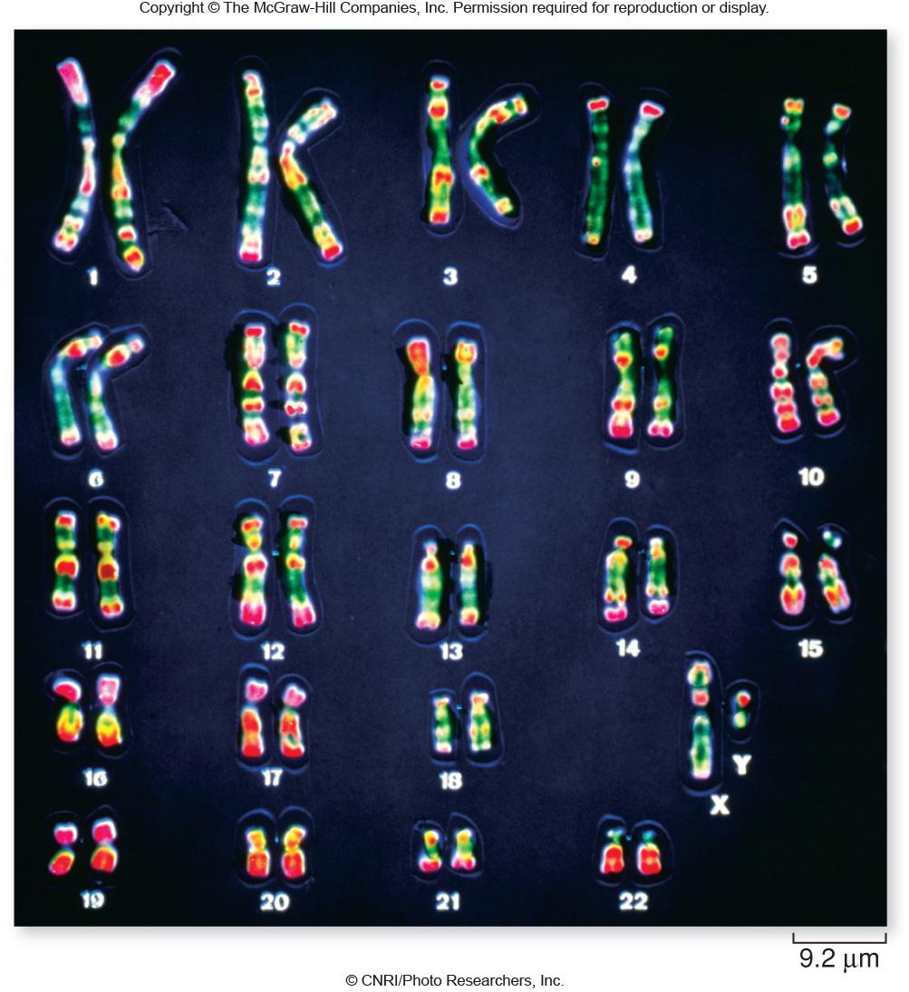 5 Homologous chromosomes