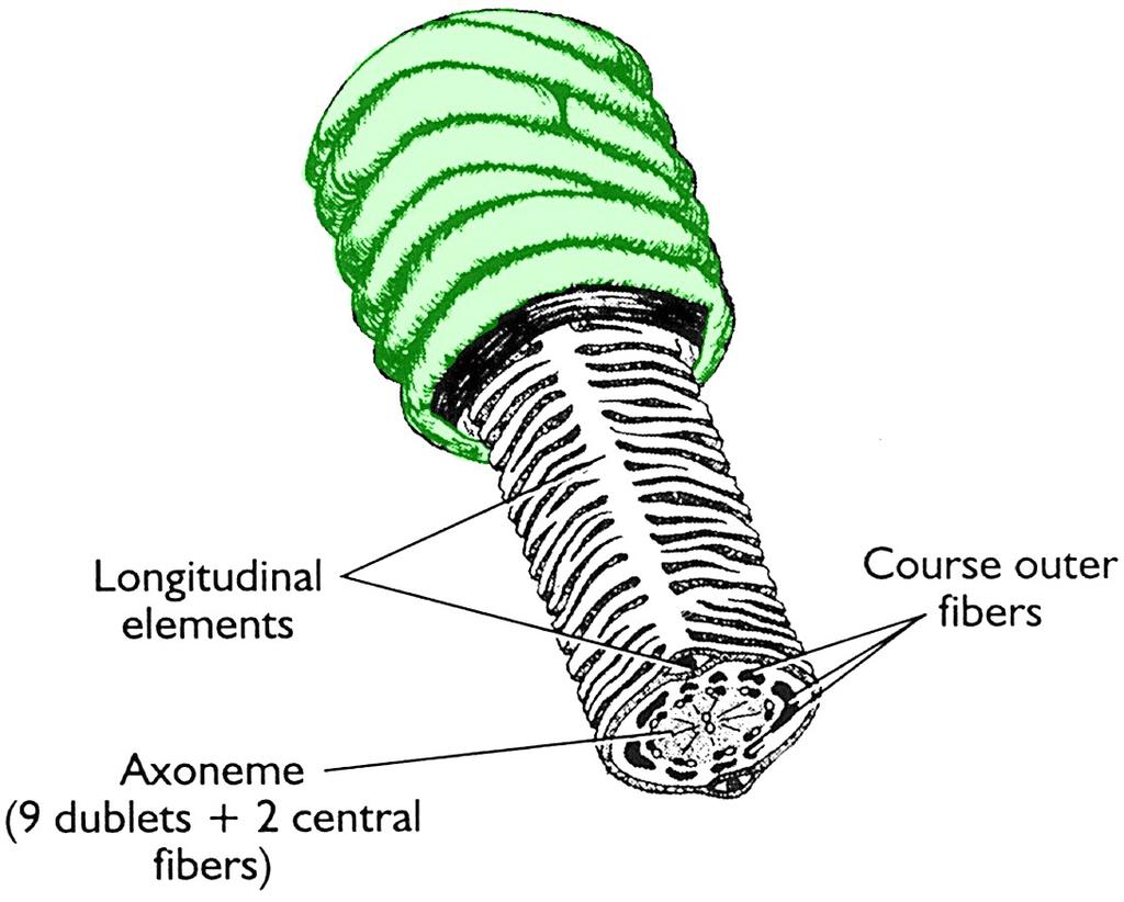 Midpiece Annulus Principal Piece Fibrous Sheath or helix Sperm Tail