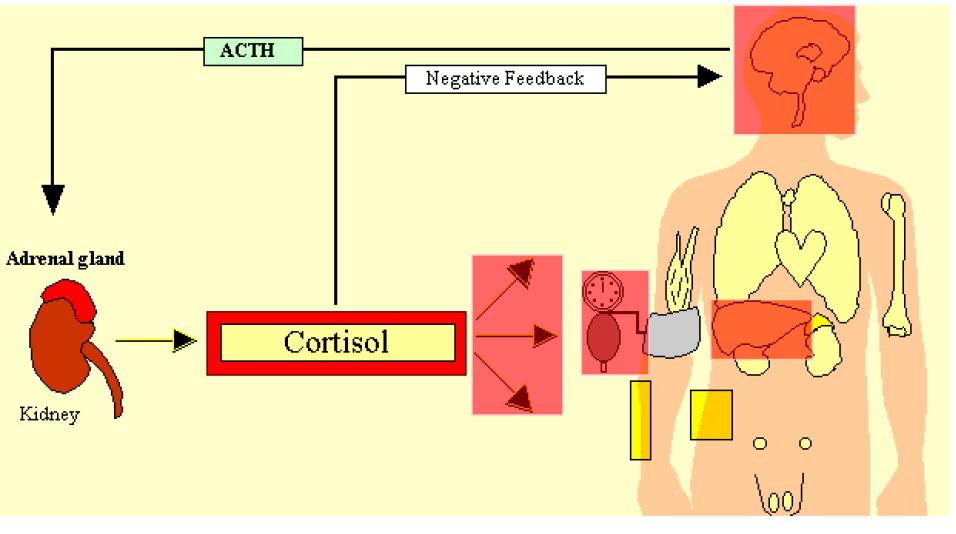 Cortisol a