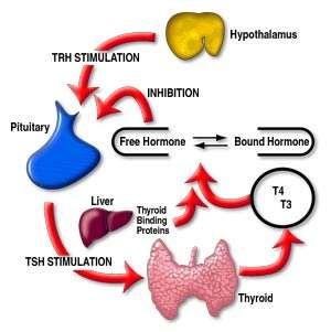 Inhibition of TRH secretion leads to shut-off of TSH secretion, which leads to shut-off of thyroid hormone secretion.