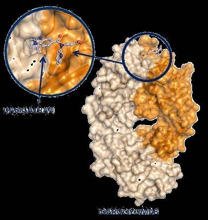 Idarucizumab: Specific reversal agent for dabigatran Humanized Fab fragment Binding