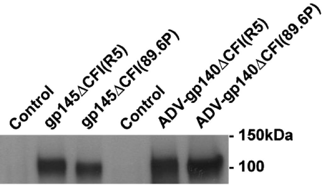 7492 LETVIN ET AL. J. VIROL. FIG. 1. In vitro expression of HXB2/Bal and 89.6P Env by both plasmids and radv vaccine constructs. The plasmid Env [gp145 CFI(R5) and gp145 CFI (89.
