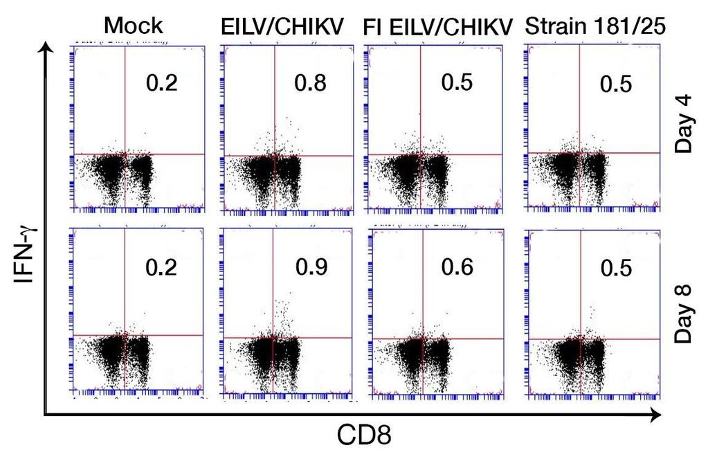 Supplementary Figure 5. Representative flow cytometry plots of CD3+-gated splenocytes.