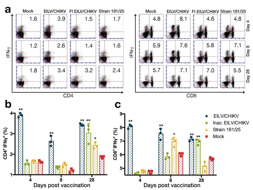 Supplementary Figure 6. CD4 and CD8 T-cell activation following non-specific stimulation with PMA and ionomycin.