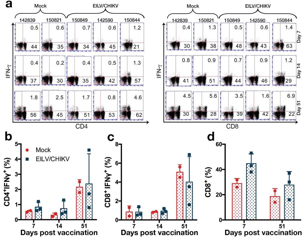 Supplementary Figure 8. CD4 and CD8 T-cell activation following non-specific stimulation with PMA and ionomycin.
