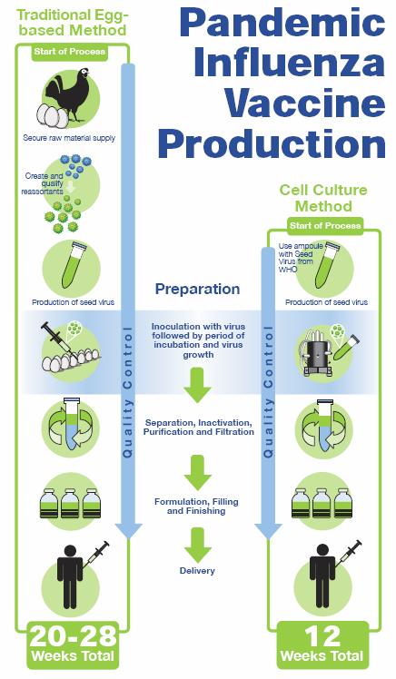Comparison Production Times of Egg and Cell Culture Technologies Secure egg supply Create reassortants Safety test viral reassortants Inoculation of eggs and viral growth Separation, filtration and