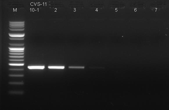 Sensitivity of RT-PCR against RABV M: 1kb ladder, lane 1-7: 10-1 to 10-7 of CVS