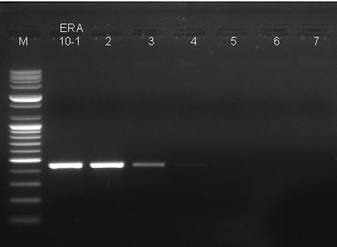 Sensitivity of RT-PCR with the primer sets comes to about 10 TCID 50 /ml.
