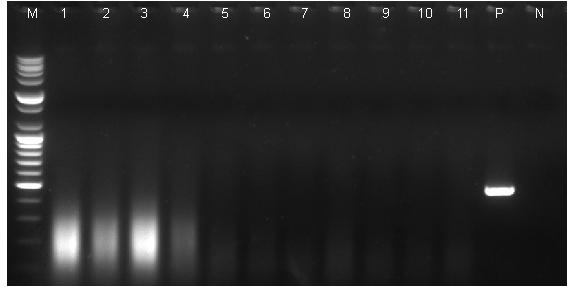 Diagnosis of rabies virus with RT-PCR A B M: 1kb ladder, lane 1-4: normal dog brain, lane 5-10: normal